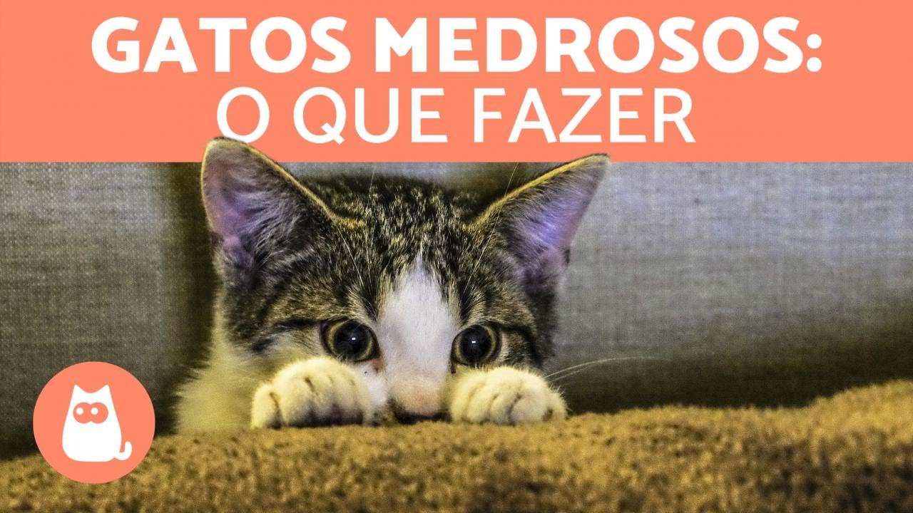 Meu gato tem medo de tudo 🙀 (causas e o que fazer)