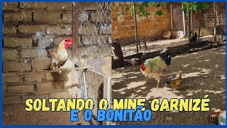 Soltando o NOVO GARNIZÉ e o GALO CAIPIRA no quintal 