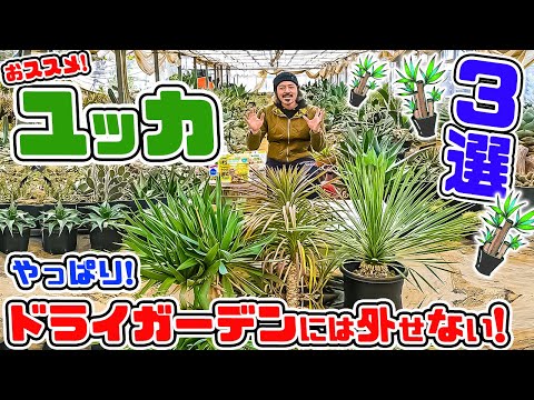 メンテナンス ユッカ 外観類似 栽培 小さなヤシの木