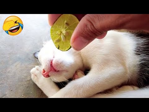 Essayer de ne pas rire 🤣 meilleurs chiens et chats drôles partie 21