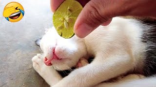 Essayer de ne pas rire 🤣 meilleurs chiens et chats drôles partie 21