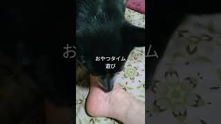 [ #保護犬 ]ラブ・ストーリーは突然に。良く見たな〜