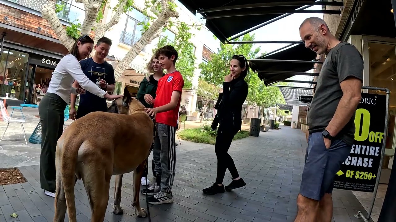 Cash 2.0 Great Dane at the Westfield outdoor mall 34