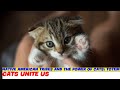 Native American Tribes and the Power of Cats: Totem Animals and Symbolism