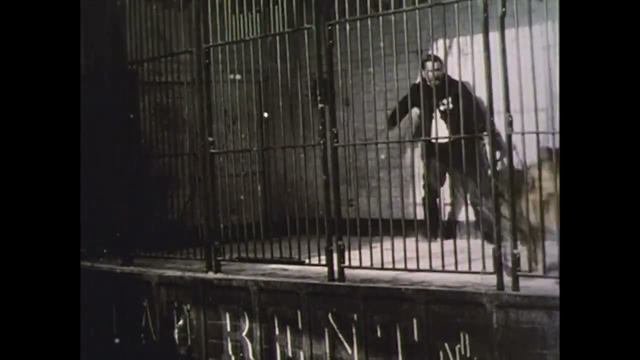 Monsieur Laurent, célèbre dompteur d'animaux féroces (1896-1902)