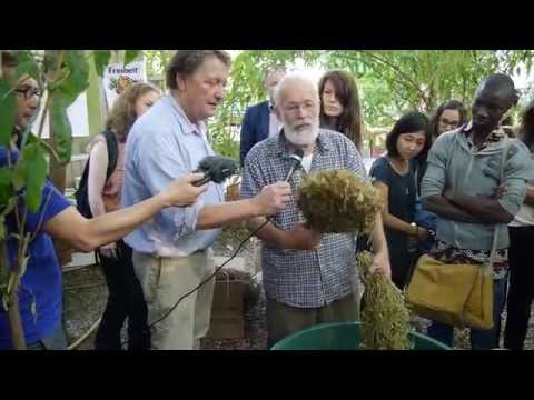 Dreschen der Alb-Leisa / Threshing of the Alb-Leisa