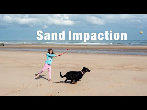 YouTube video about: What happens when dogs eat sand?