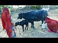 Buffalo Milking By Women In Indian Village दूध देने वाली भैंस