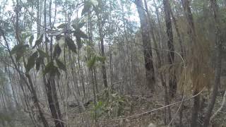 preview picture of video 'Little Nerang Dam Road Horse Track Walk'