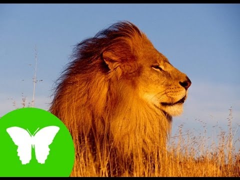 La Eduteca - Los vertebrados