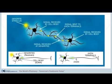 Nootropics Series - Part 1: Nootropic Drugs and Nutrients Introduction