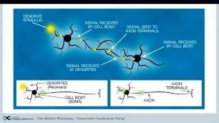 Nootropics Series - Part 1: Nootropic Drugs and Nutrients Introduction