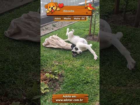 Vídeo de Biscoito