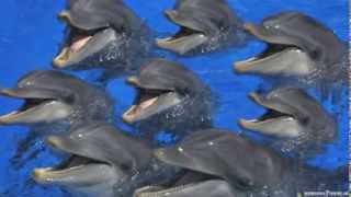 Tones for Jones Bones