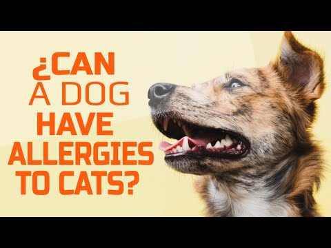 🐶🐱Can A DOG HAVE ALLERGIES to CATS?