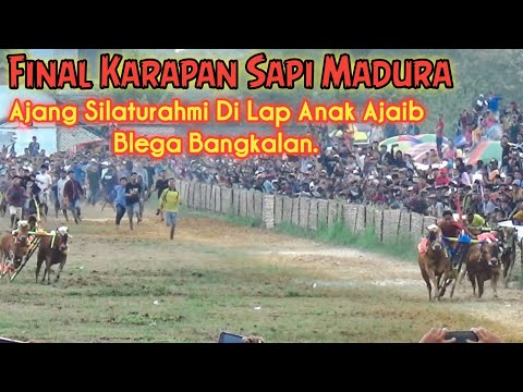 Madura Bull Race Final Ajanb Silaturahmi At Lap Anak Ajaib Blega Bangkalan,