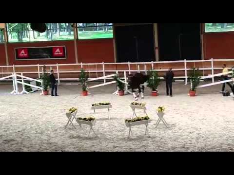 Dompi Don Frederic Fidertanz Alabaster Hengst