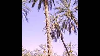 preview picture of video 'Climbing On The Date Palm'