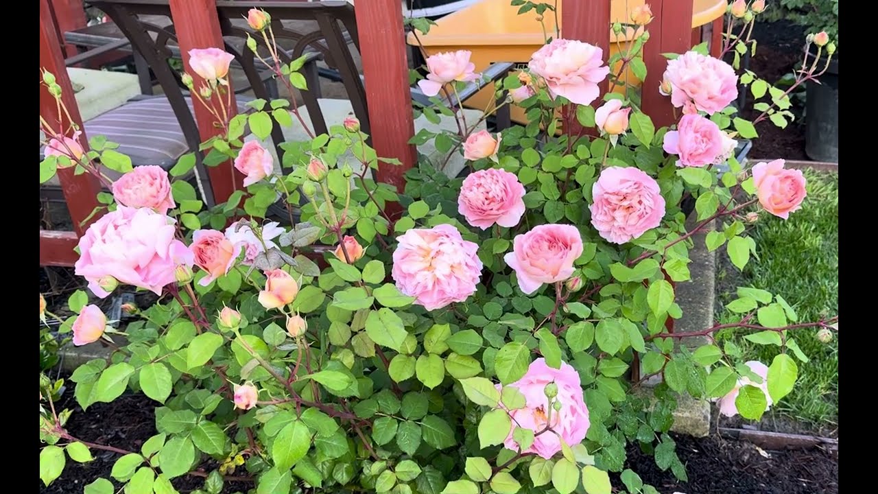 Abraham Darby Spring 2024