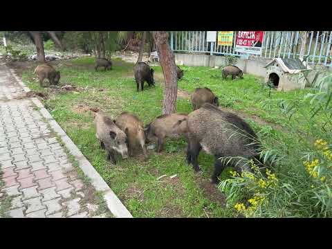 Awesome mother pig 🐖 family pig there pig life  a mast see