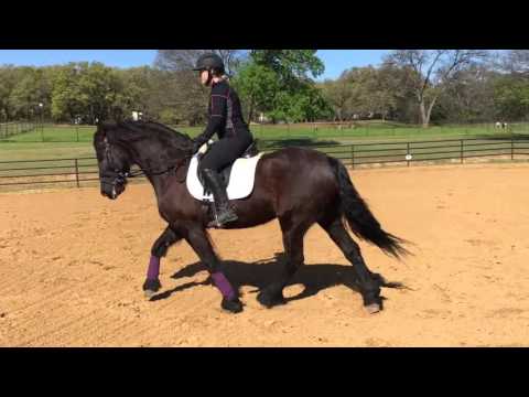 Friesian Ster Gelding for Sale Wind Spirit Friesians