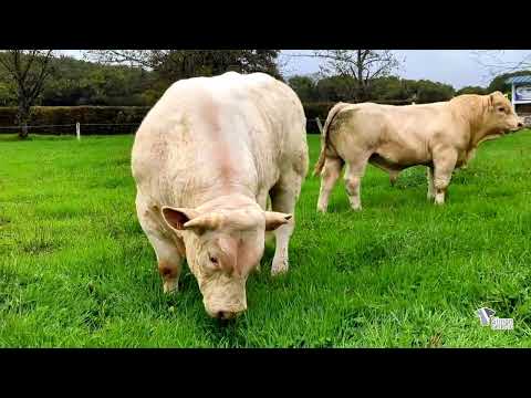 Lot 95 - Sélection SG 2025