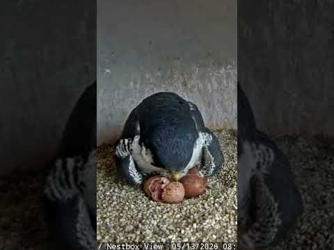 Union County Falcon Cam Highlight / Second Egg Hatches!! #shorts