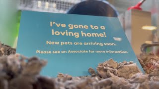 Valdosta aligns with county ban on pet shop sales to curb animal overpopulation