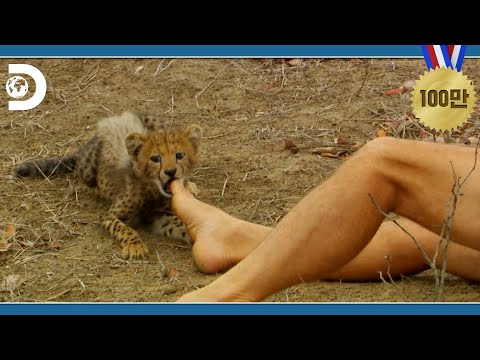 멸종위기인 야생의 치타 가족을 만나다 Ep.1 [디스커버리 애니멀 : 맨 치타 와일드]