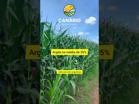 Ja víu fazenda à venda em Paraíso do Tocantins - TO boa como essa?