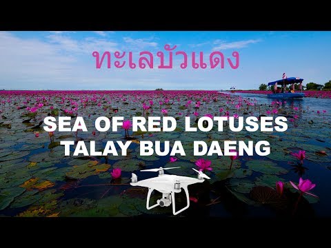 The Amazing Sea of Red Lotuses - Talay Bua Daeng - ทะเลบัวแดง - Udon Thani - อุดรธานี