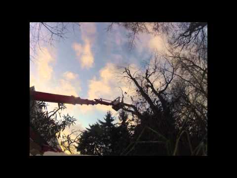 Astrein-Baumpflege - Kroneneinkürzung an einer Eiche