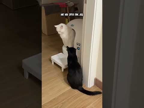 🤣Я вам сочувствую если у вас не такие ОТНОШЕНИЯ | Зубарев #shorts