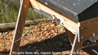 Top Bar Hive Over Winter Success in Marblehead, Mass!