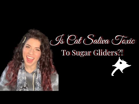 Is Cat Saliva Toxic to Sugar Gliders? - YouTube