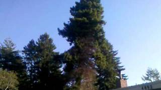 Lumberjacks falling a redwood tree.