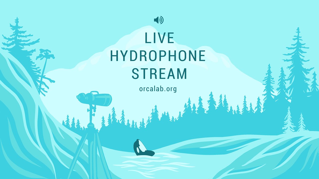 OrcaLab Live Hydrophone Audio