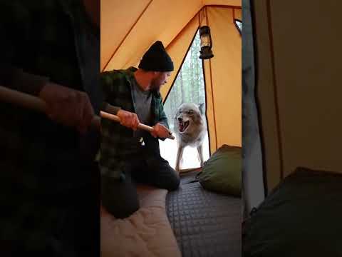 Saved this fox and her baby#animalrescue #animalrescue #heartwarming