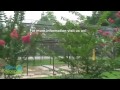 Ape and Monkey Rescue and Sanctuaries