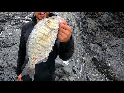 Camp Catch and Cook - Was This Nearly a WORLD RECORD Fish?! Video