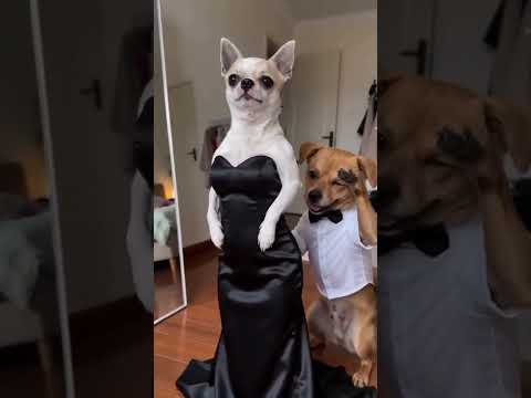 Never pass by without laughing.😁🤣 #comedy #humor #foryou #shorts