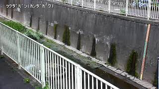 佃橋映像監視局