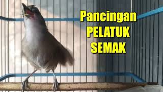 Download lagu SUARA MASTERAN PELATUK SEMAK bikin burung gacor mp3