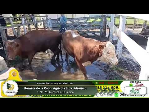 11-11-25 - Remate de la Coop. Agricola Ganadera Atreu-co - Macachín, La Pampa