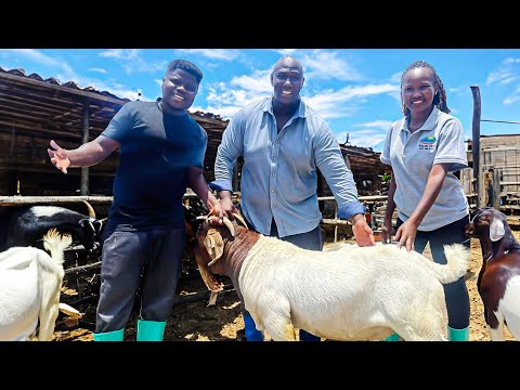 , title : 'How An African American & Ugandan Lady Built A Profitable Animal Farm!'