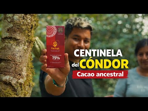 Día 8. Hicimos chocolate con cacao ancestral | Vuelta a Zamora Chinchipe (Centinela del cóndor)