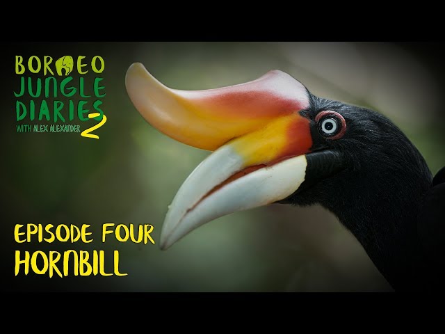 Video Uitspraak van hornbill in Engels