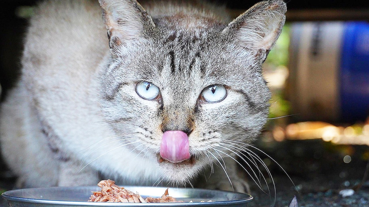 地域猫ボランティアさん急逝後に火事エリアの猫たちにご飯を配ると・・・