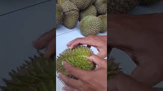 Download lagu belah duren #duren #durian #musangking #musangkingdurian mp3