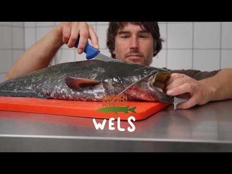 Wels GRÄTENFREI | Filetieren XXL | Fisch und Grips